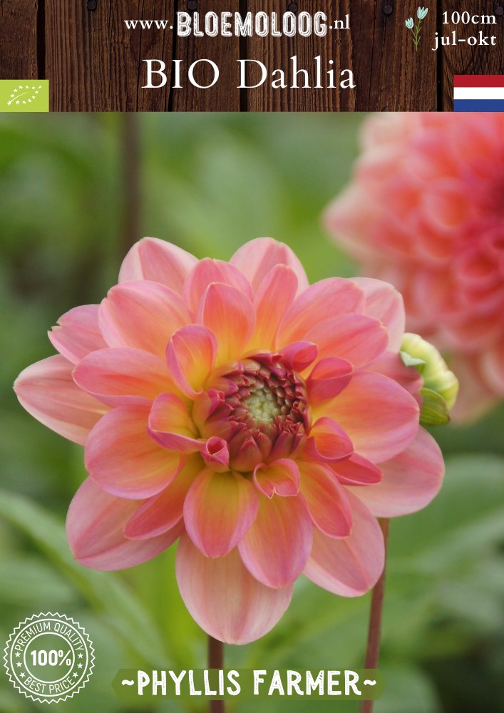 Bio Dahlia 'Phyllis Farmer' - Biologische roze waterlelie dahlia  Bloemoloog