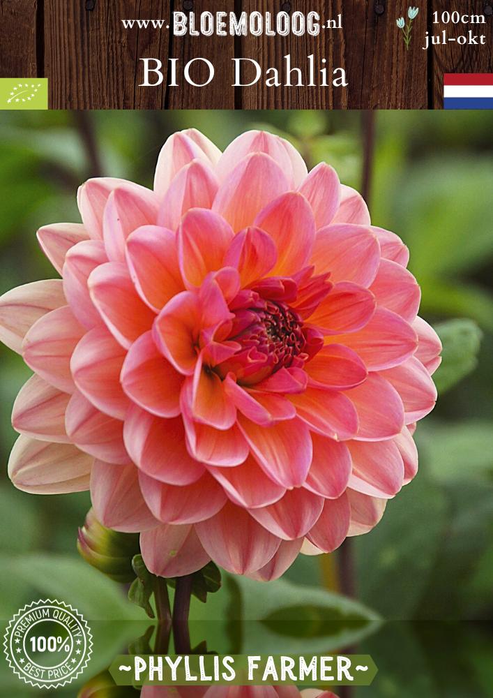 Bio Dahlia 'Phyllis Farmer' biologische roze lotus dahlia met gele gloed - Bloemoloog