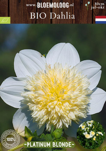Bio Dahlia 'Platinum Blonde' biologische witte dahlia met botergeel hart - Bloemoloog
