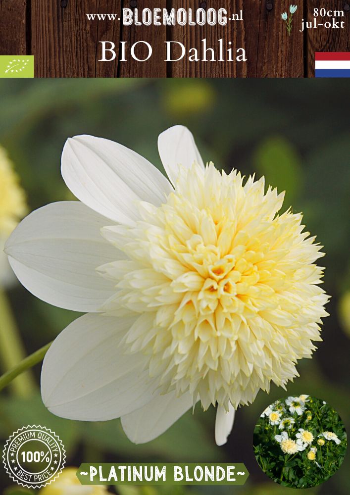 Bio Dahlia 'Platinum Blonde' biologische witte dahlia met botergeel hart