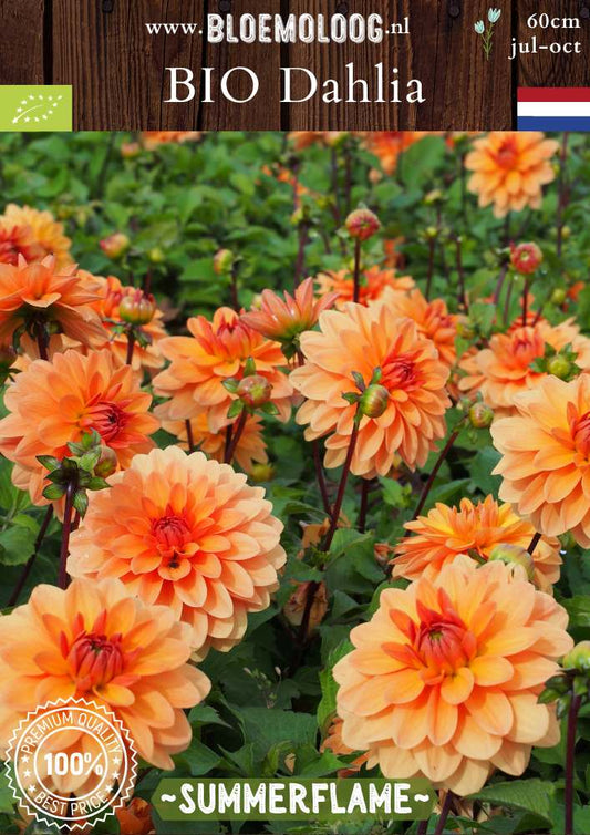 Bio Dahlia 'Summerflame' - oranje decorative dahlia | Bloemoloog.nl