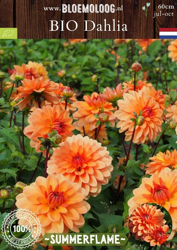 Bio Dahlia 'Summerflame' Biologische oranje decoratieve dahlia - Bloemoloog (4)