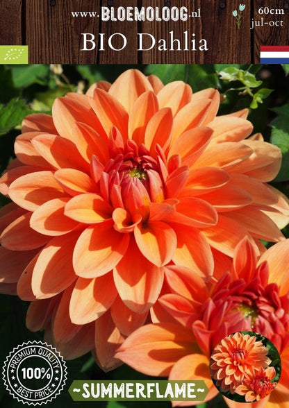 Bio Dahlia 'Summerflame' Biologische oranje decoratieve dahlia - Bloemoloog (4)