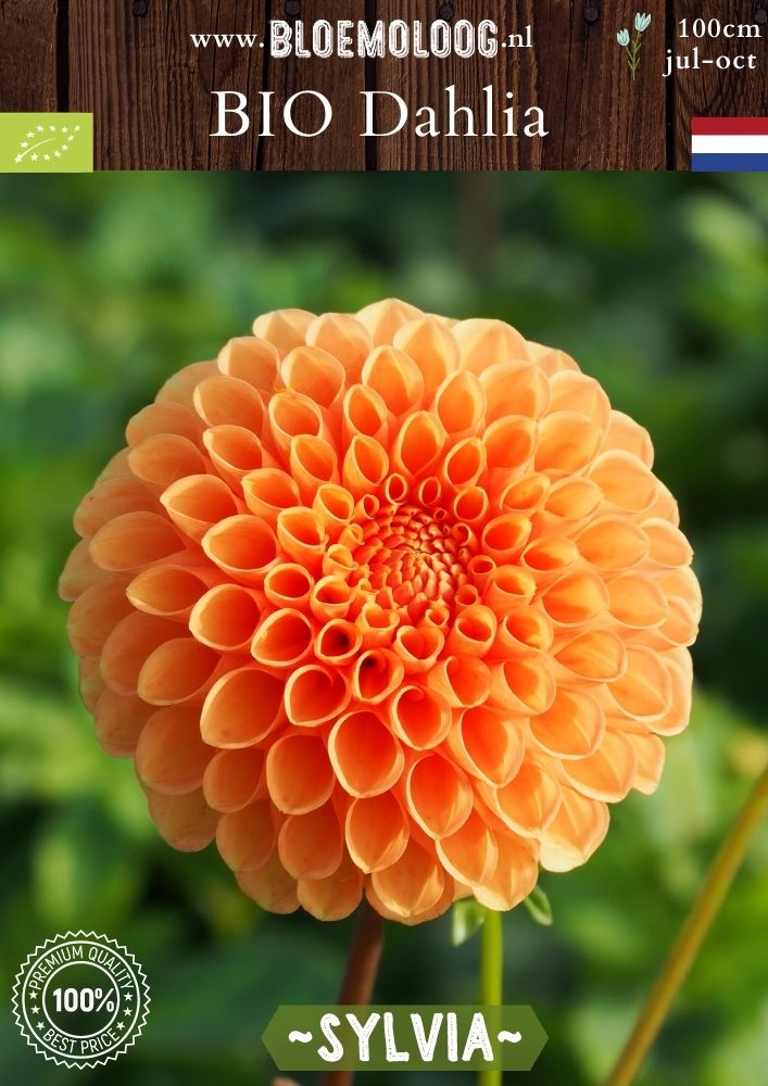 Bio Dahlia 'Sylvia' Biologische oranje bal dahlia - Bloemoloog