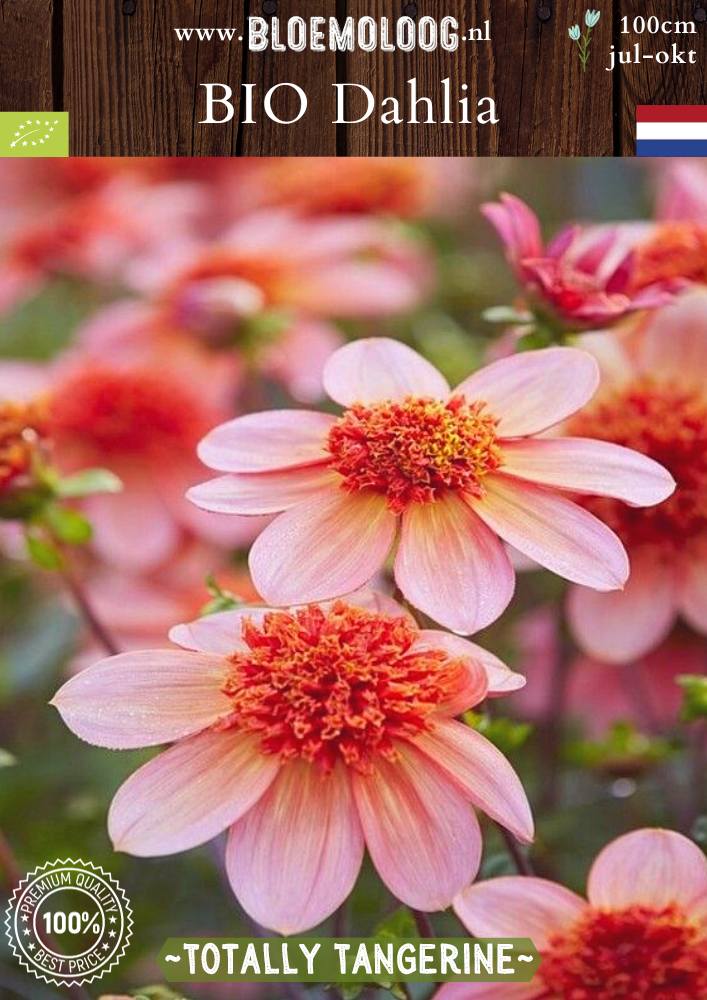 Bio Dahlia 'Totally Tangerine' biologische open hart dahlia met zachtoranje bloemen met een roze gloed - Bloemoloog