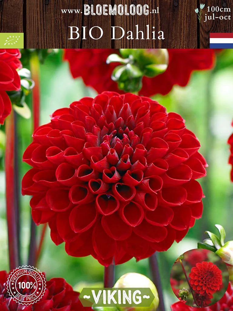 Bio Dahlia 'Viking' - Close up van rode baldahlia