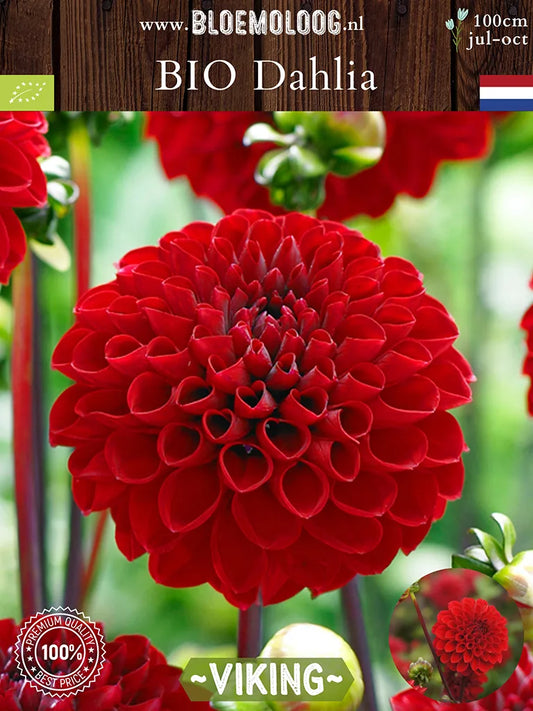 Bio Dahlia 'Viking' - Close up van rode baldahlia