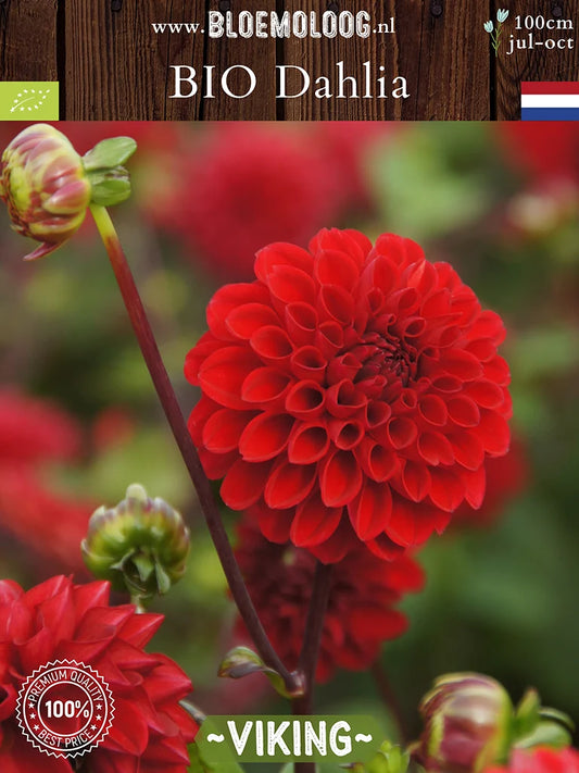 Bio Dahlia 'Viking' - Rode baldahlia