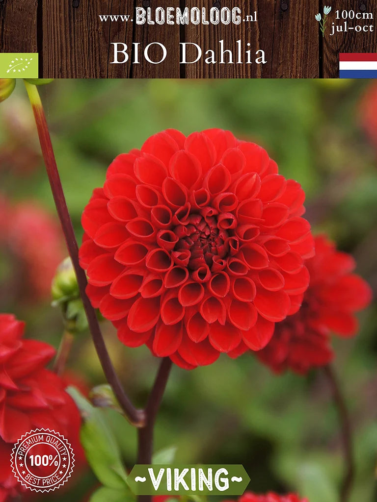 Bio Dahlia 'Viking' - Rode baldahlia van voren