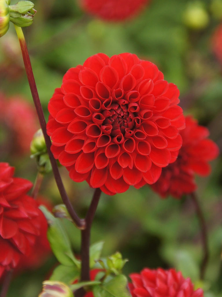 Bio Dahlia 'Viking' - Rode baldahlia zonder frame