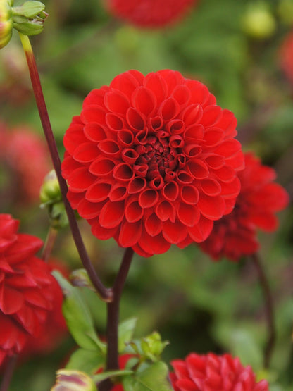 Bio Dahlia 'Viking' - Rode baldahlia zonder frame