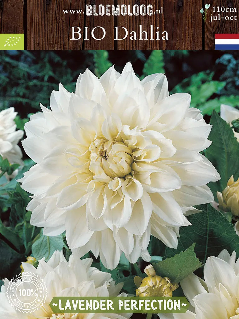 Bio Dahlia 'White Perfection' - witte grootbloemige dinnerplate dahlia