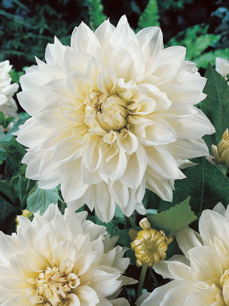 Bio Dahlia 'White Perfection' - witte grootbloemige dinnerplate dahlia zonder frame