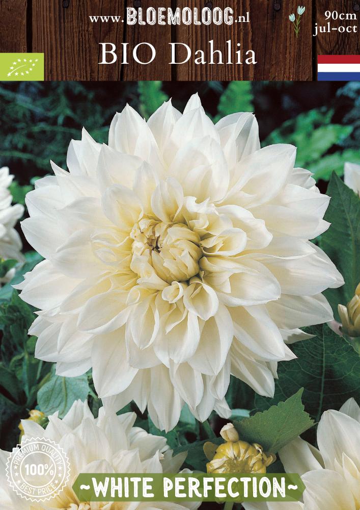 Bio Dahlia 'White Perfection' biologische witte dinnerplate dahlia - Bloemoloog