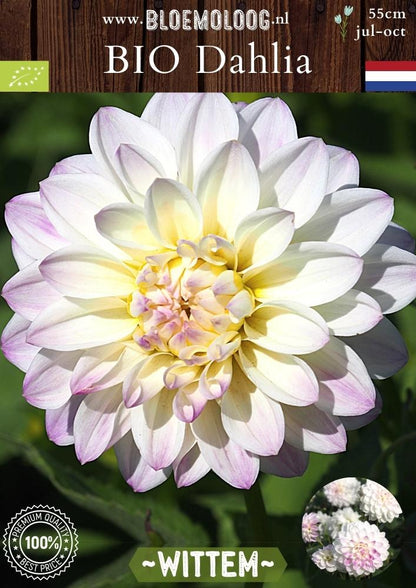 Bio Dahlia 'Wittem' - Biologische witte dahlia met roze accenten | Bloemoloog