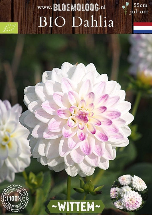 Bio Dahlia 'Wittem' Biologische wit-roze decoratieve dahlia - Bloemoloog