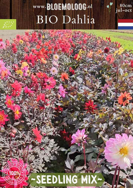 Bio Dahlia 'Zaailingen' mix donkerbladig - Biologische donkerbladige zaailingen kopen | Bloemoloog