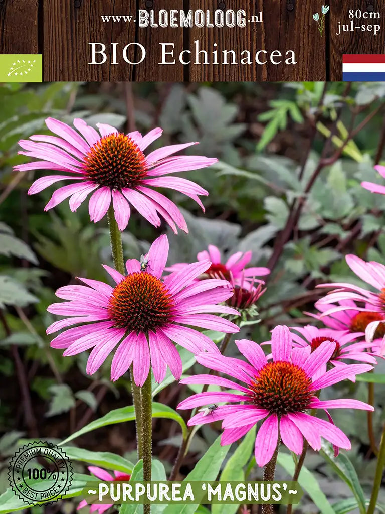 Bio Echinacea purpurea 'Magnus' - Roze Zonnehoed van boven