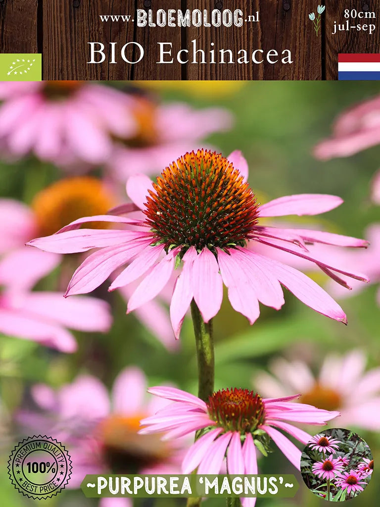 Bio Echinacea purpurea 'Magnus' - Roze Zonnehoed