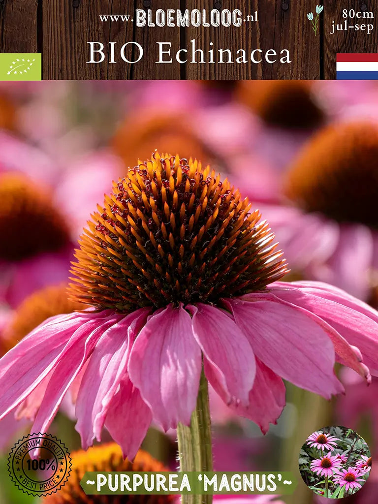 Bio Echinacea purpurea 'Magnus' - Roze Zonnehoed close up