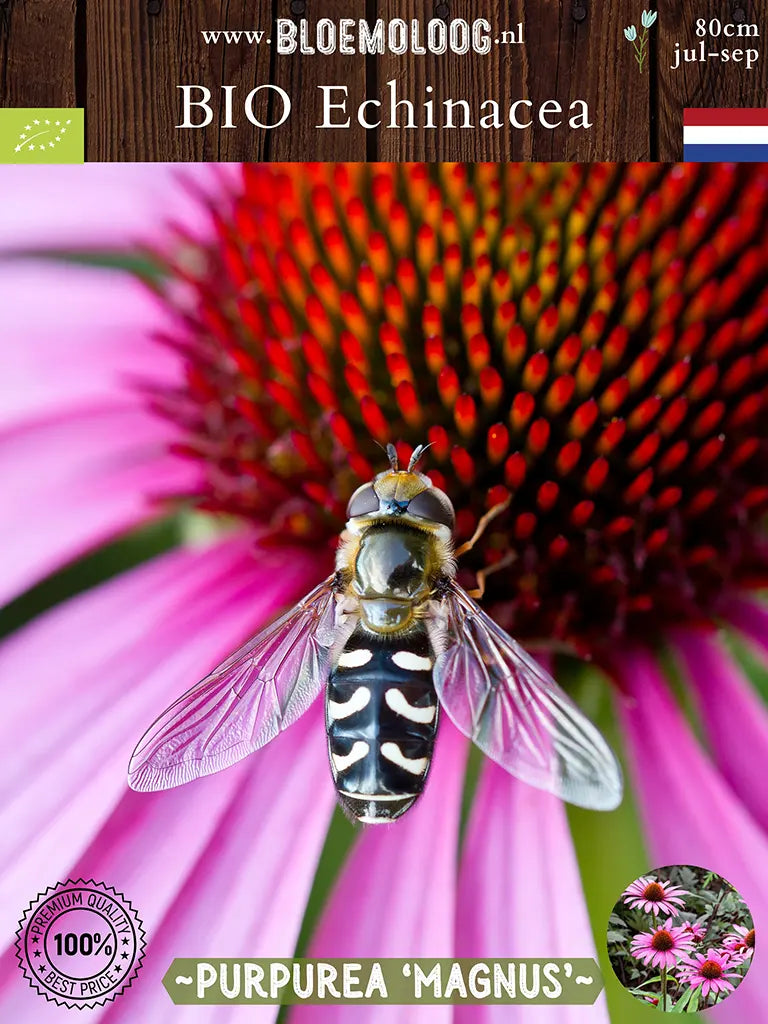 Bio Echinacea purpurea 'Magnus' - Roze Zonnehoed insecten vriendelijk