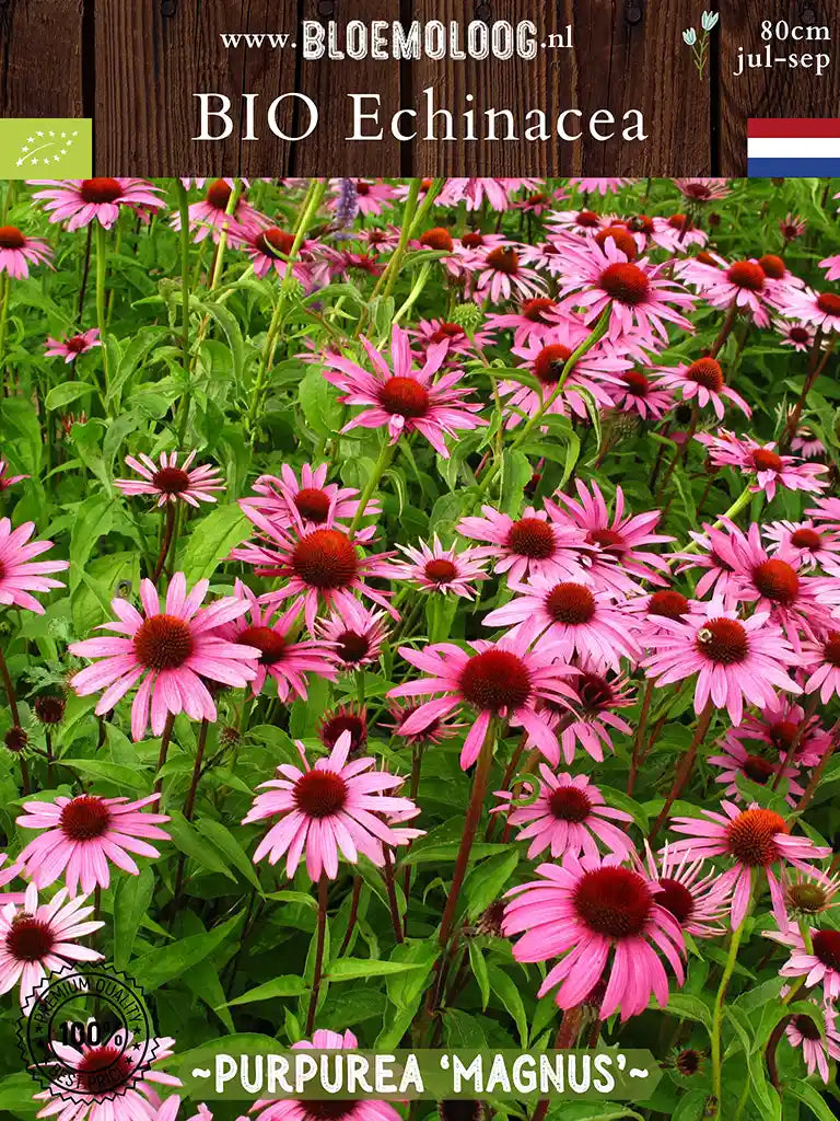Bio Echinacea purpurea 'Magnus' - Roze Zonnehoed verwildert