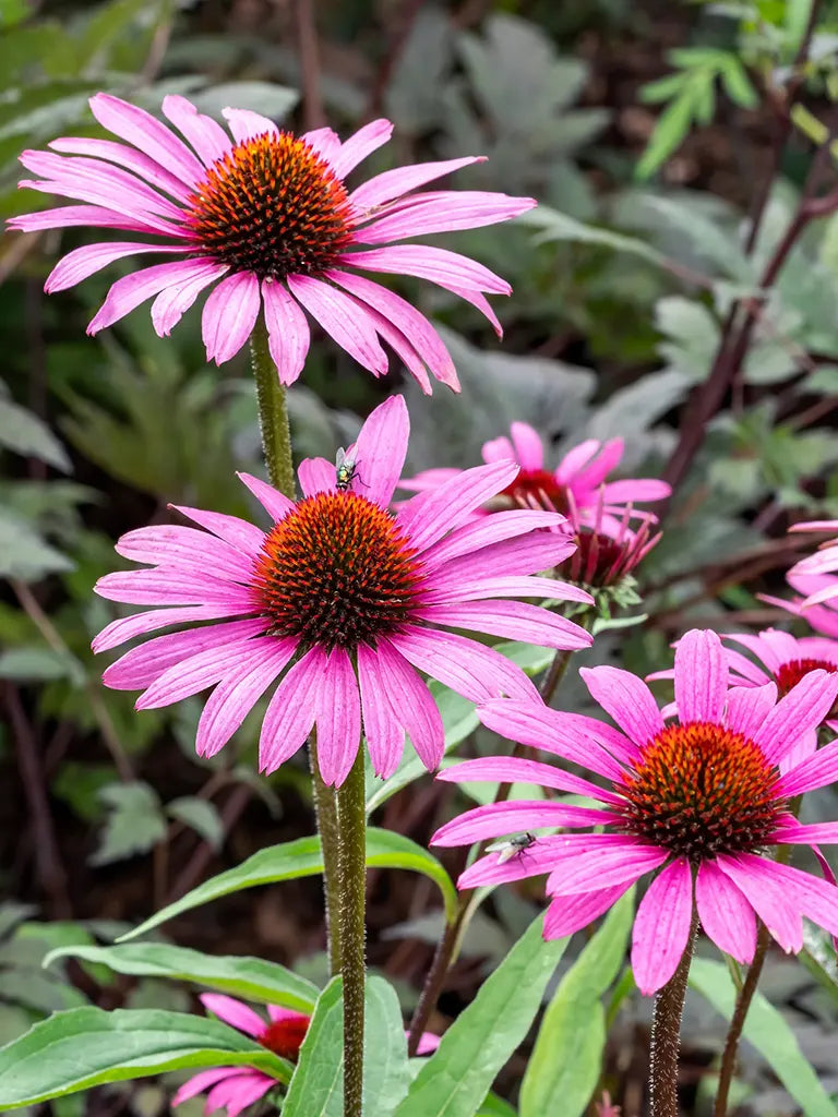 Bio Echinacea purpurea 'Magnus' - Roze Zonnehoed zonder frame