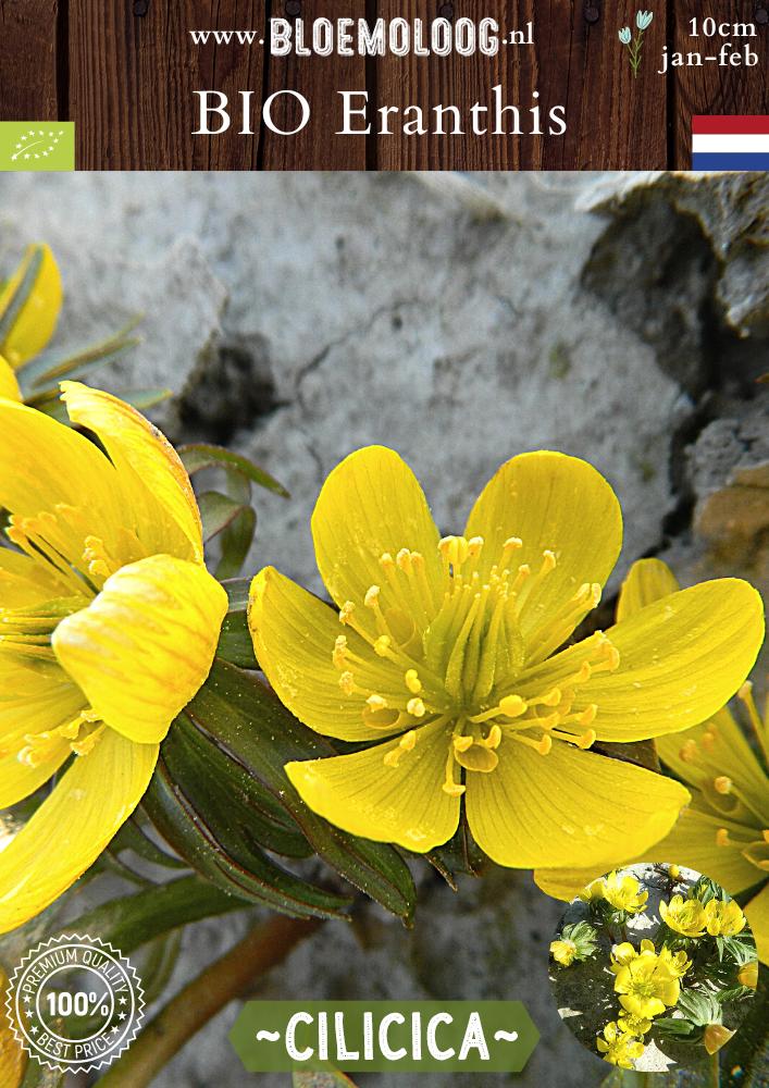 Bio Eranthis 'Cilicica'  fijngekraagde Winterakoniet geel biologische bloembollen bloemoloog