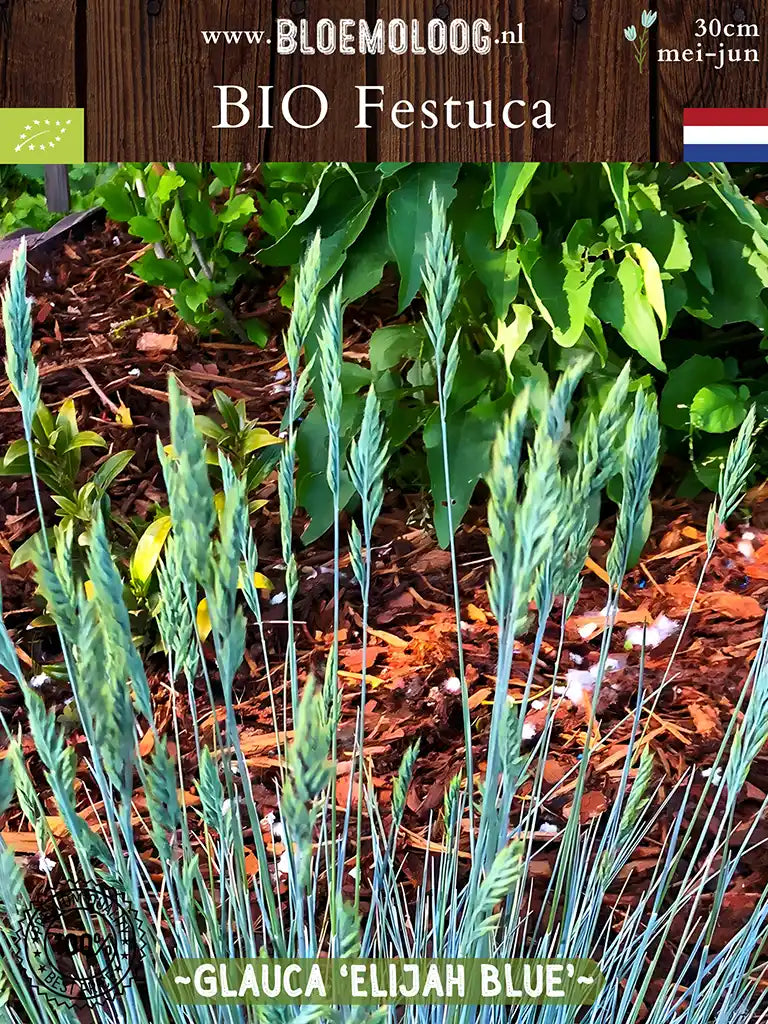 Bio Festuca glauca 'Elijah Blue' - Bloemen van Blauw Schapengras