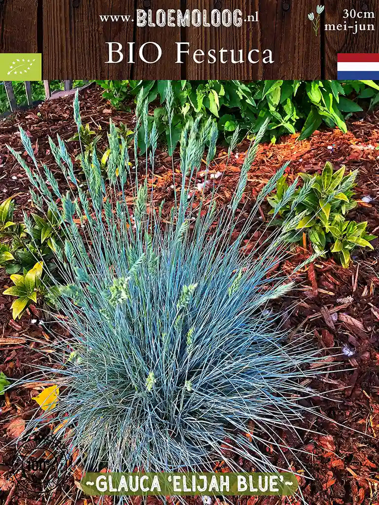 Festuca glauca 'Elijah Blue' biologica blu, in bordura