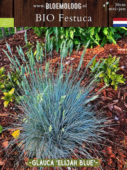 Bio Festuca glauca 'Elijah Blue' - Blauw Schapengras in border