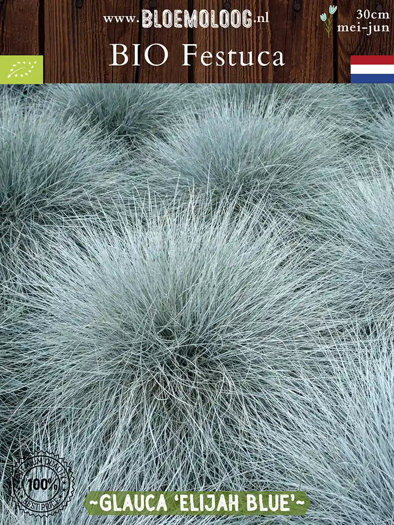 Bio Festuca glauca 'Elijah Blue' - Blauw Schapengras bodembedekker