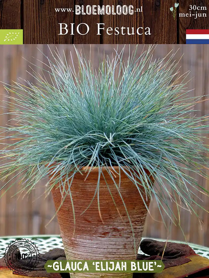 Bio Festuca glauca 'Elijah Blue' - Blauw Schapengras in pot