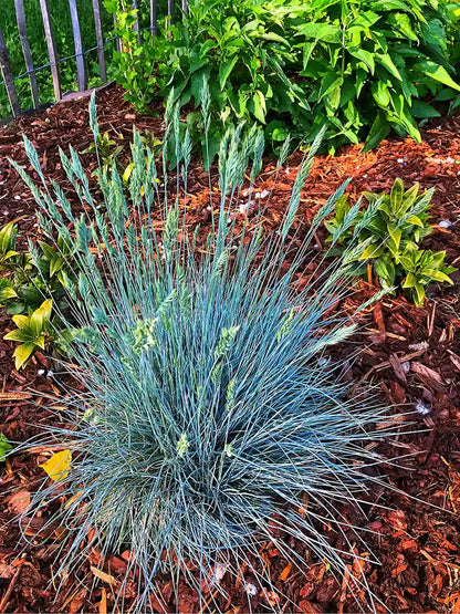 Bio Festuca glauca 'Elijah Blue' - Blauw Schapengras in border zonder frame