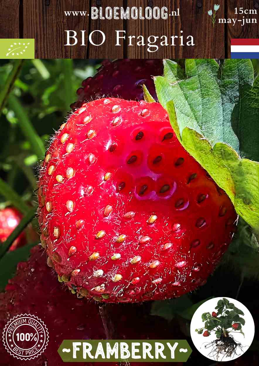 Bio Fragaria Ananassa 'Framberry' - biologische frambozenaardbei | Bloemoloog.nl