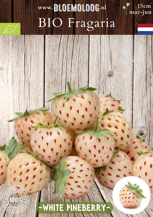 Bio Fragaria ananassa 'White Pineberry' - witte ananas aardbei | Bloemoloog