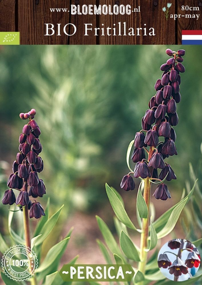 Bio Fritillaria 'Persica' biologische aubergine-kleurige Perzische keizerskroon - Bloemoloog