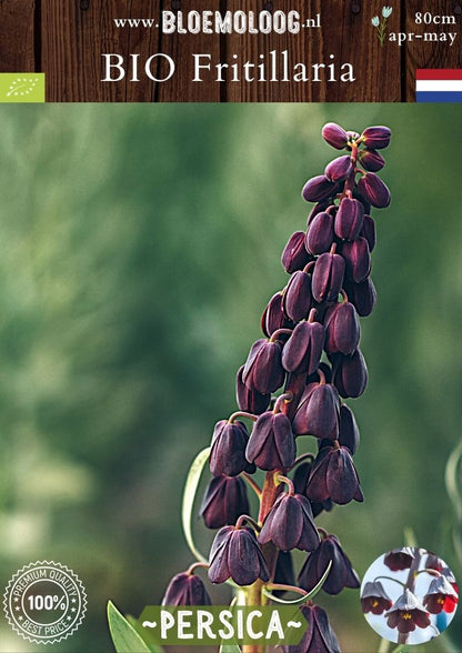 Organic Fritillaria 'Persica' - Persian Lily