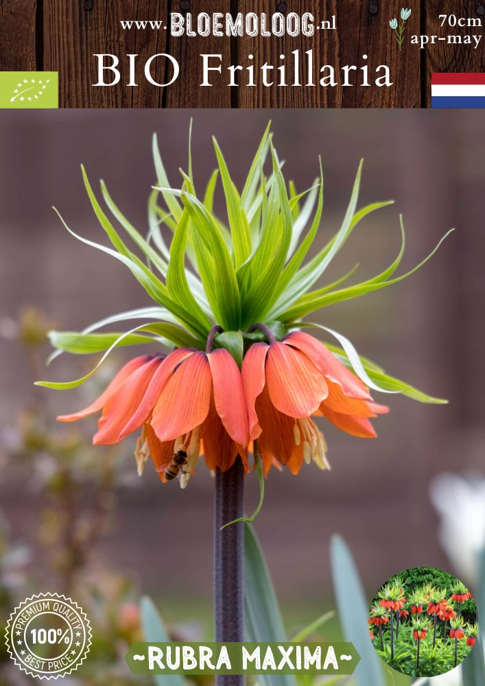 Bio Fritillaria 'Rubra Maxima' oranje rode keizerskroon stinzenplant biologische bloembollen