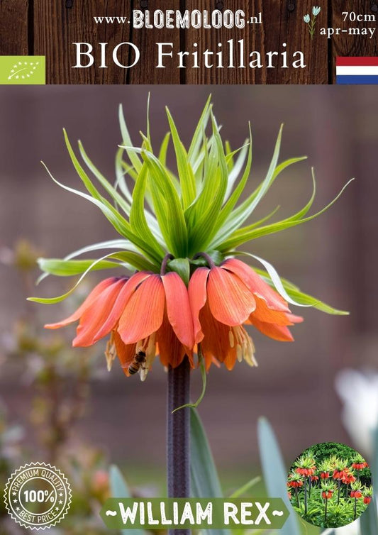 Bio Fritillaria 'William Rex' biologische oranjerode keizerskroon- Bloemoloog