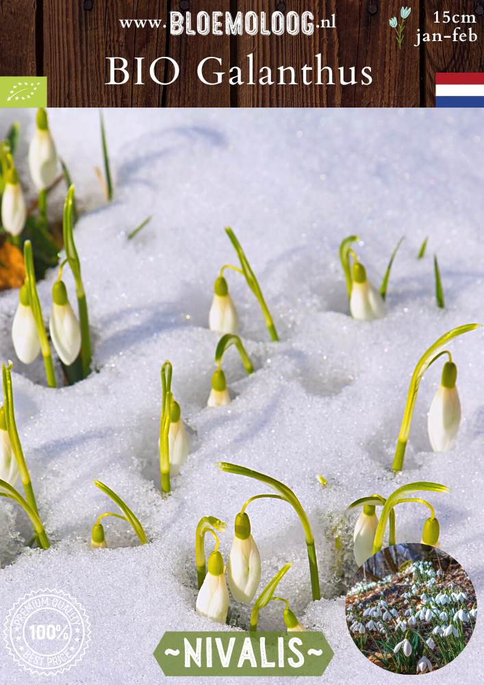 Bio Galanthus 'Nivalis' biologische witte gewone sneeuwklokjes Bloemoloog