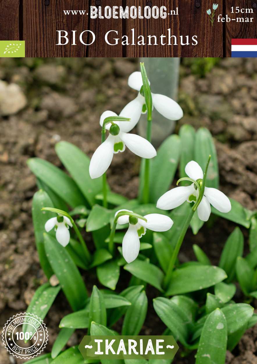 Bio Galanthus ikariae biologische wit glanzend sneeuwklokje Bloemoloog biologische bloembollen