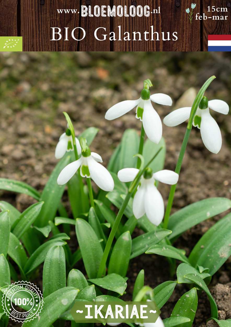 Bio Galanthus ikariae biologische wit glanzend sneeuwklokje Bloemoloog biologische bloembollen