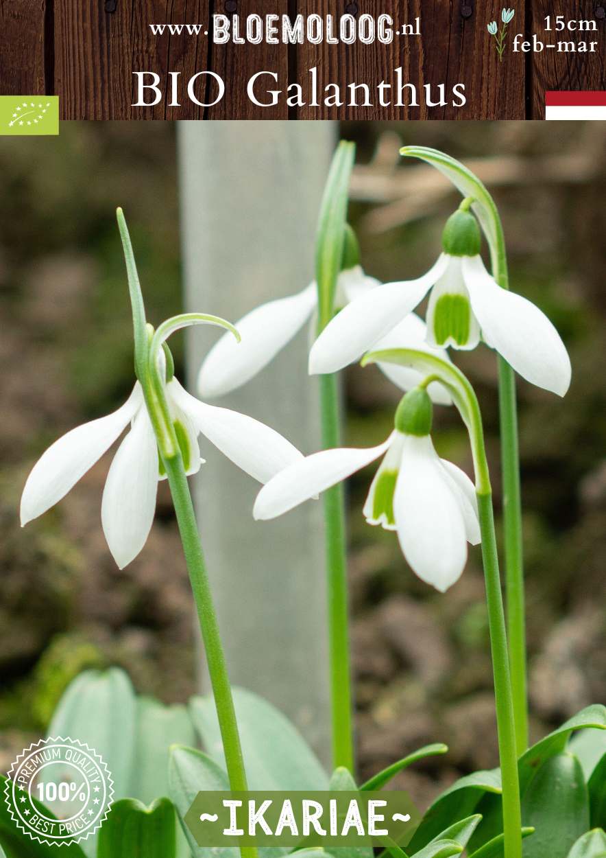 Bio Galanthus ikariae biologische wit glanzend sneeuwklokje Bloemoloog biologische bloembollen