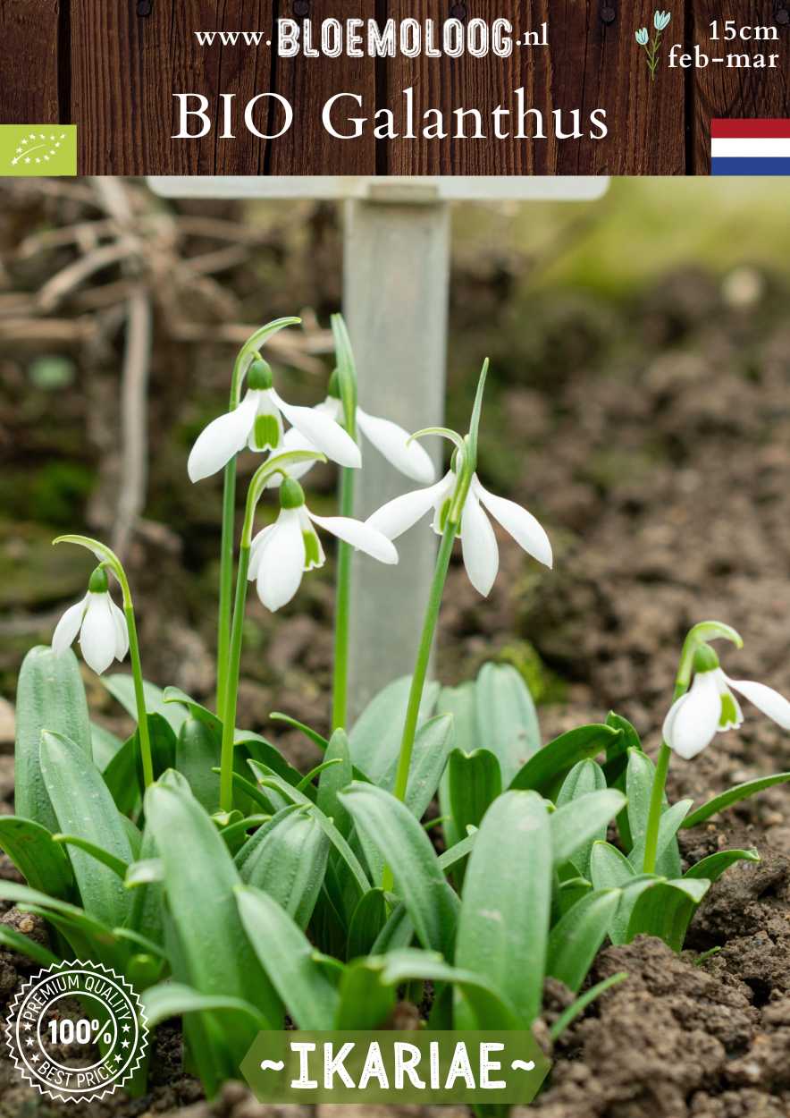 Bio Galanthus ikariae biologische wit glanzend sneeuwklokje Bloemoloog biologische bloembollen