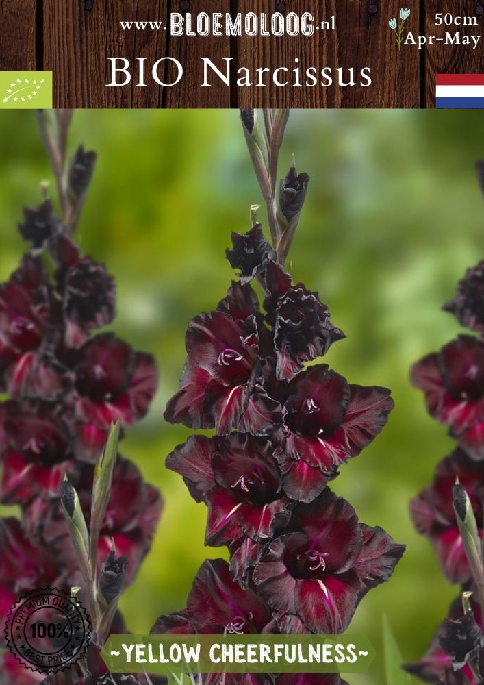 Bio Gladiolus 'Black Sea' biologische donkerrode gladiolen - Bloemoloog