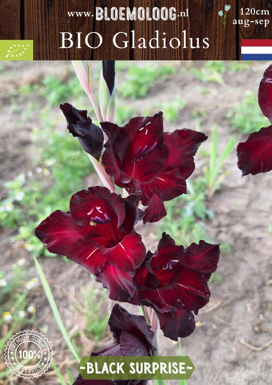 Bio Gladiolus 'Black Surprise' - biologische donkerrode gladiool | Bloemoloog.nl