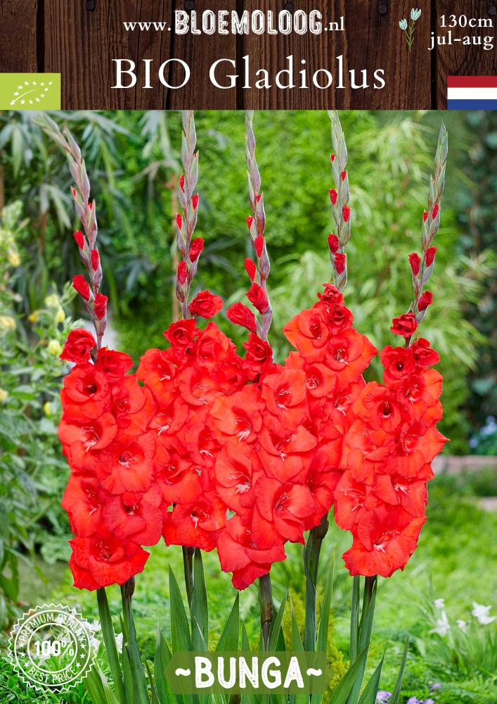 Bio Gladiolus 'Bunga' biologische rode gladiool zwaardlelie - Bloemoloog