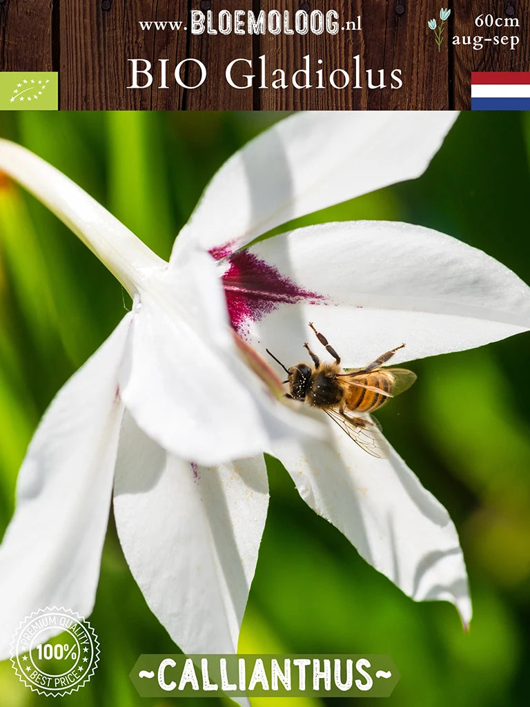 Bio Gladiolus 'Callianthus' syn. Acidenthera 'Murielae' - biologische witte Abessijnse Gladiool | Bloemoloog