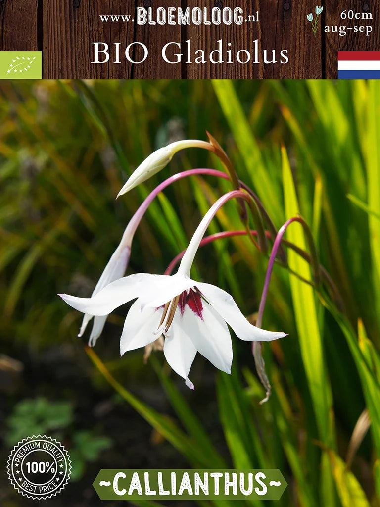 Bio Gladiolus 'Callianthus' syn. Acidenthera 'Murielae' - biologische witte Abessijnse Gladiool | Bloemoloog